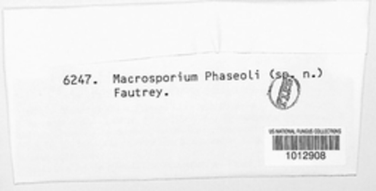 Macrosporium phaseoli image